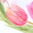 tulipsb