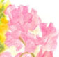 sweetpea