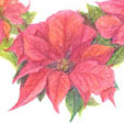 poinsettia-b