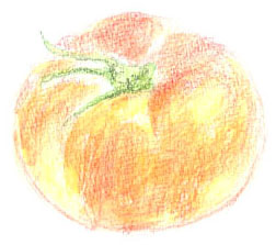 tomato-4