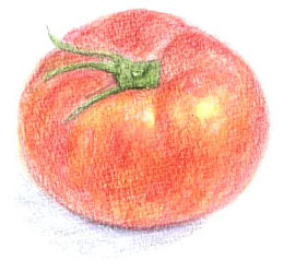 tomato-5