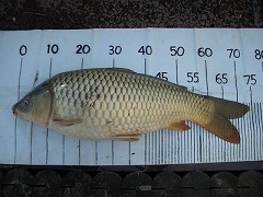 5CF “k•à‚T•ª‚̃RƒC’Þ‚è