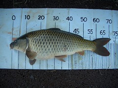 5CF “k•à‚T•ª‚̃RƒC’Þ‚è