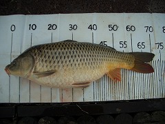 5CF “k•à‚T•ª‚̃RƒC’Þ‚è