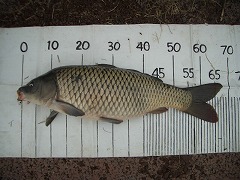 5CF “k•à‚T•ª‚̃RƒC’Þ‚è