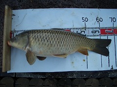 5CF “k•à‚T•ª‚̃RƒC’Þ‚è
