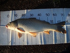 5CF “k•à‚T•ª‚̃RƒC’Þ‚è