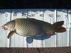 5CF “k•à‚T•ª‚̃RƒC’Þ‚è