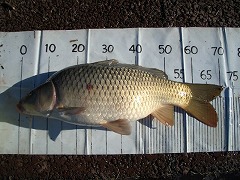 5CF 徒歩5分のコイ釣り